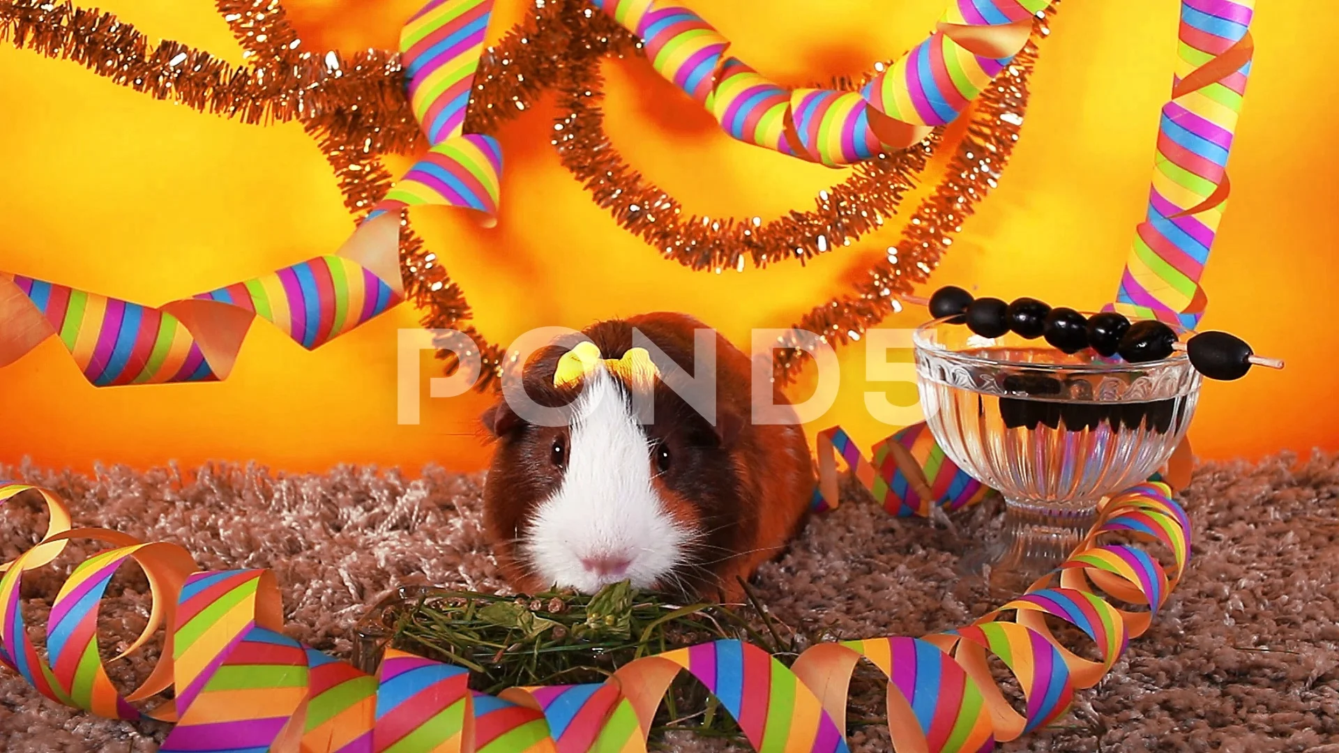 Happy new discount year guinea pig