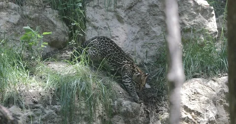 Happy Ocelot kitten Stock Footage 109466648