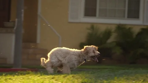 Old English Sheepdog em Foggy Key Lighting · Creative Fabrica