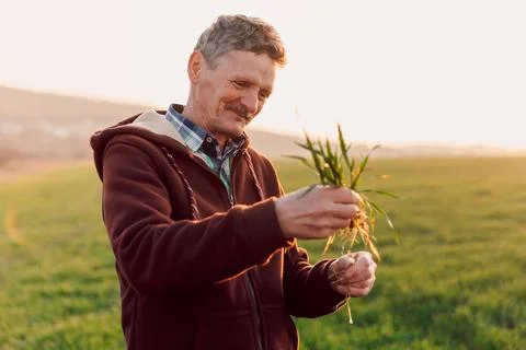 Happy old farmer checking roots health after growth a seed of vegetable or .. Stock Photos