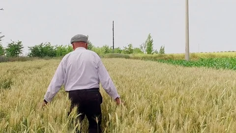 Happy old farmer in wheat field touching ear of wheat, dolly shot, slow motion Stock Footage 85438641