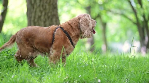 Happy older red Spaniel running through the park, living life to the fullest on Stock Footage 298229811