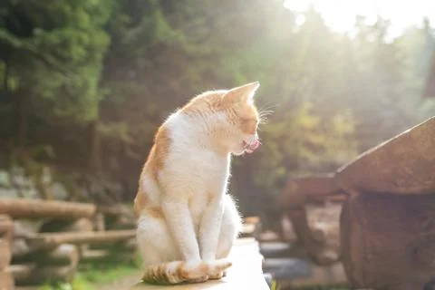 Happy orange cat lying on a bench in the garden. Stock Photos