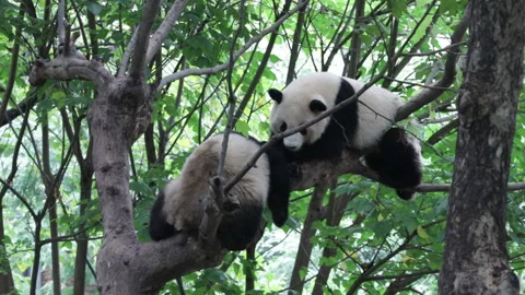 Happy Panda on the tree, Chengdu Panda Base Stock Footage 148530674