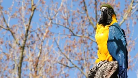 Happy Parrot Stock Footage 2390338