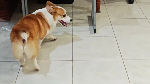 Happy Pembroke Welsh Corgi standing on tiled floor. Stock Footage 340201464