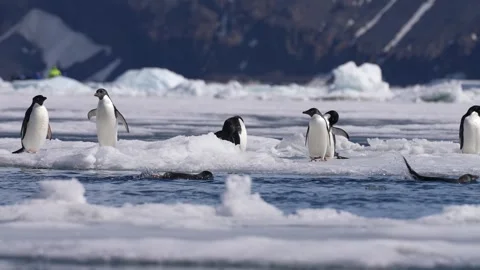 Happy Penguins Having Fun in Antarctica, Jumping From Floating Ice and Swimming Stock Footage 343338145