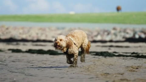Happy Pet Goldendoodle Playing in Mud. Dirty dog running. Stock Footage 222707052