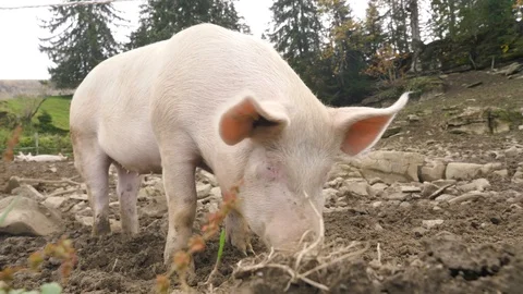 A happy pig eats in front of the camera 스톡 동영상 118977023