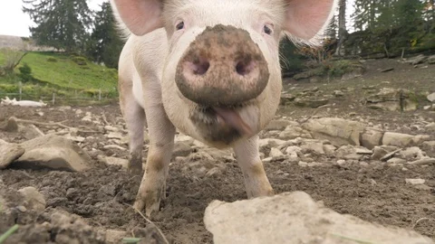 A happy pig eats in front of the camera Video stock 118977027