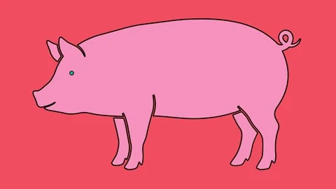 Happy Pig. Stock Footage 340555161