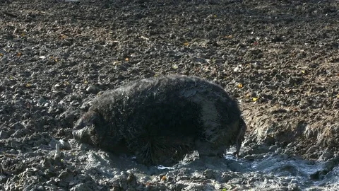 Happy pig in mud Video stock 83251388