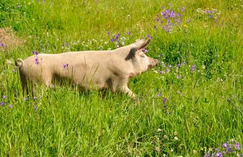 Happy pig Stock Photos