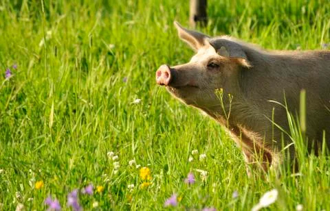 Happy pig Stock Photos