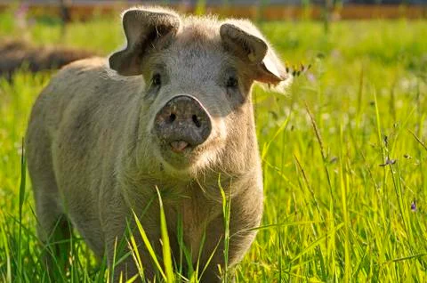 Happy pig Stock Photos
