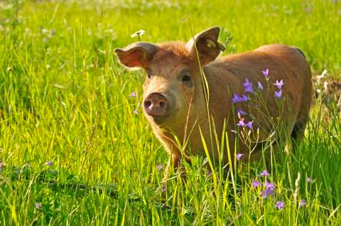Happy pig Stock Photos