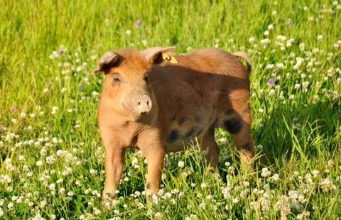 Happy pig Stock Photos