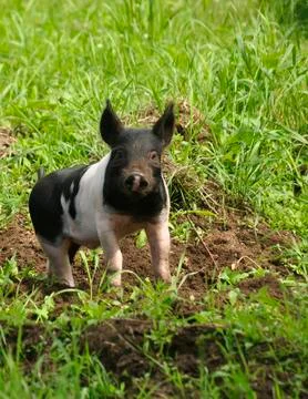 Happy pig Stock Photos