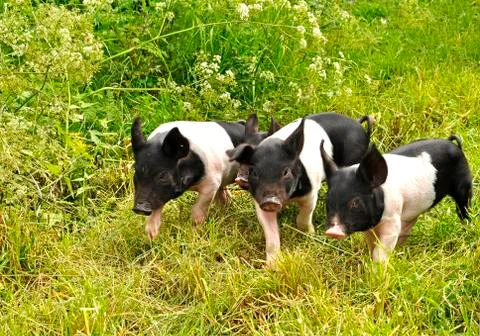 Happy pig Stock Photos