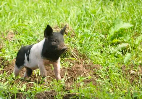 Happy pig Stock Photos