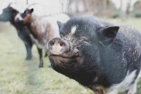 The Happy Pig Stock Photos