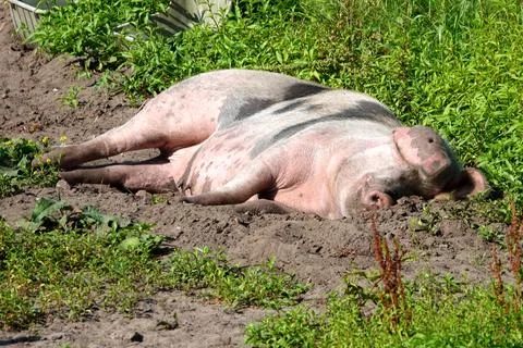 Happy pig sunbathing Stock Photos