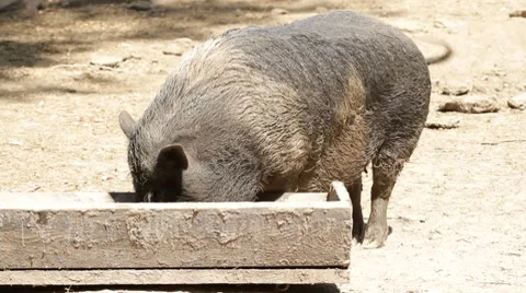 Happy piggy eats Stock Footage 8608024