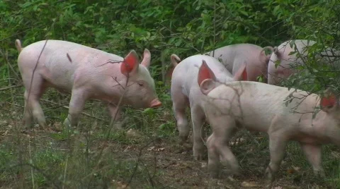 Happy piglets Stock Footage 505937