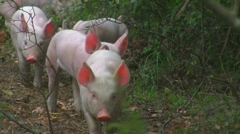 Happy piglets in forest Stock Footage 505929
