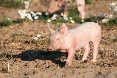 Happy piglets in free range Stock Photos