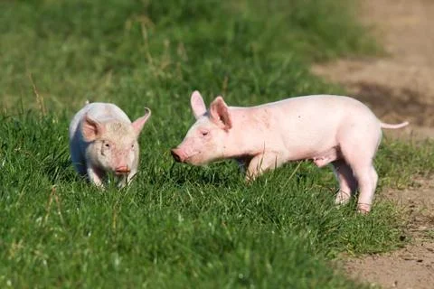 Happy piglets in free range Stock Photos