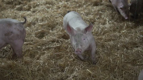 Happy pigs are chasing each other in a large cage with straw at day - SLOWMOTION 動画素材 147886826