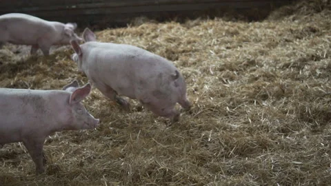 Happy pigs are chasing each other in a large cage with straw at day - SLOWMOTION 動画素材 147887022