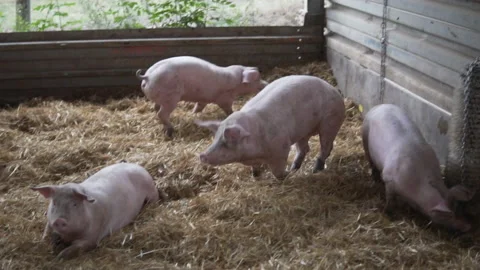 Happy pigs are chasing each other in a large cage with straw at day - SLOWMOTION 動画素材 147887039