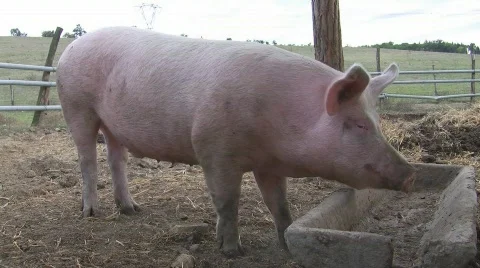 Happy pigs grunting Stock Footage 600024