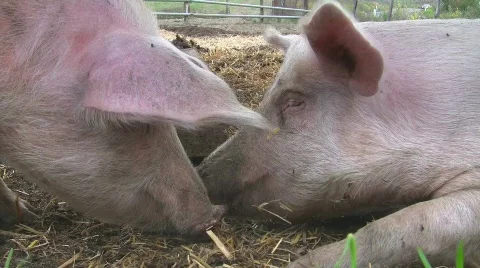 Happy pigs grunting Stock Footage 600078