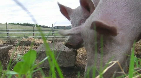 Happy pigs grunting Stock Footage