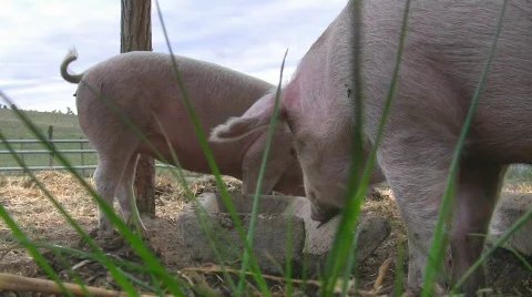 Happy pigs grunting 스톡 동영상 600448