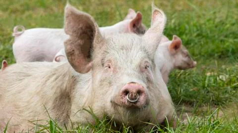 Happy Pigs Stock Photos