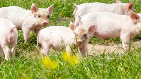 Happy Pigs Stock Photos