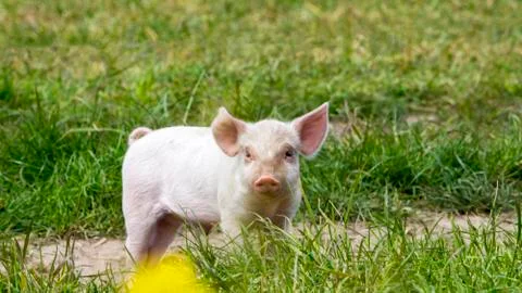 Happy Pigs Stock Photos
