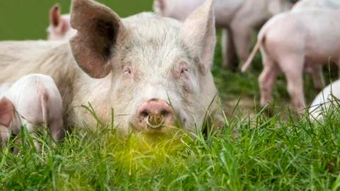 Happy Pigs Stock Photos