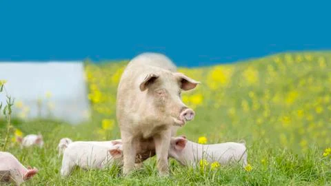 Happy Pigs Stock Photos