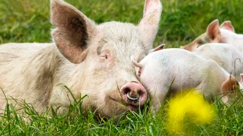 Happy Pigs Stock Photos