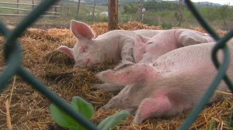 Happy pigs sleeping in straw Video stock 505293