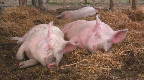 Happy pigs sleeping in straw Video stock 505306