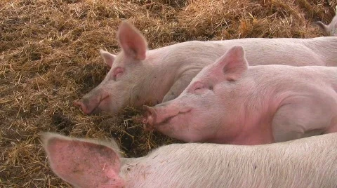 Happy pigs sleeping in straw Stock Footage 595866