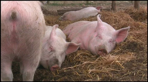 Happy pigs sleeping in straw Stock Footage 601410