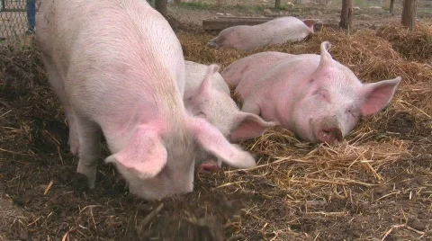 Happy pigs in straw Stock Footage 637053