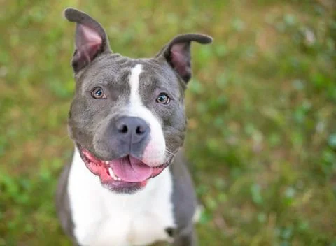A happy Pit Bull Terrier mixed breed dog looking up Stock Photos
